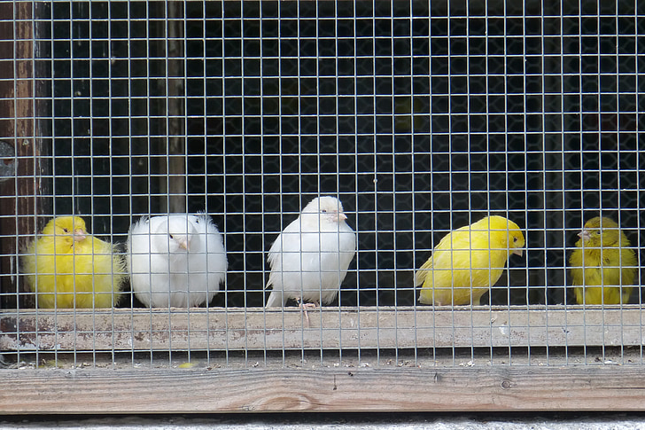 canaries, grid, captivity, yellow, white, cage, bird cage