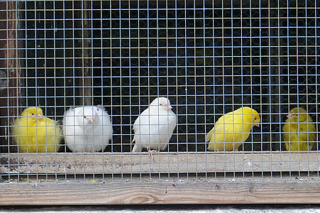 канарчета, мрежа, плен, жълто, бяло, клетка, птица клетка