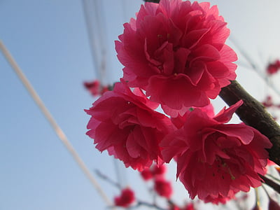 žydinčios japoniškos sakuros, aštuoni yīng, pavasarį