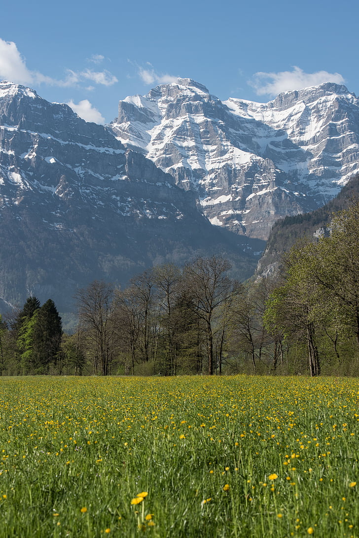 våren, kantonen glarus, bergen, blommor, äng, Schweiz, Glarus