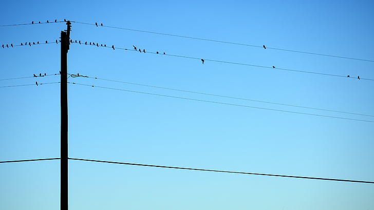 aves, céu azul, céu claro, postes de electricidade, linhas eléctricas, céu