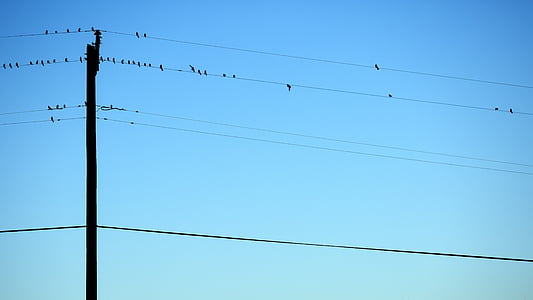 aves, céu azul, céu claro, postes de electricidade, linhas eléctricas, céu