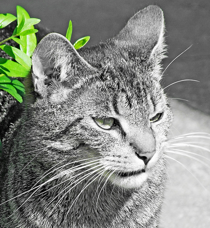 cat, black and white, green leaves, outdoor, attention