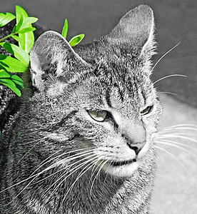 kat, zwart-wit, groene bladeren, buiten, aandacht