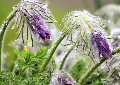 ために、オキナグサの花, 一滴の水, レイン ドロップ, 紫