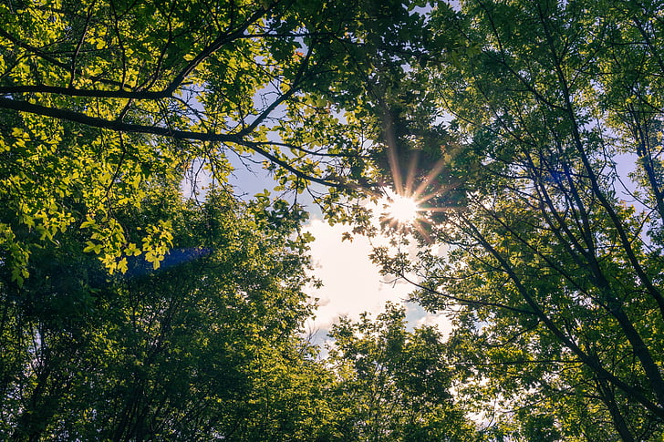 hdr, sun, woods, tree, outdoor, natural, summer