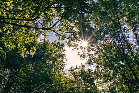 HDR, zon, Woods, boom, buiten, natuurlijke, zomer