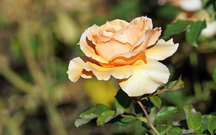 Rose, Bloom, jaune, jardin, famille des roses, dans le, plénitude de fleur