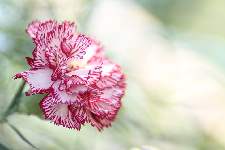 Nelke, Blume, Rosa, Dianthus caryophyllus, Natur, Blüte, Floral