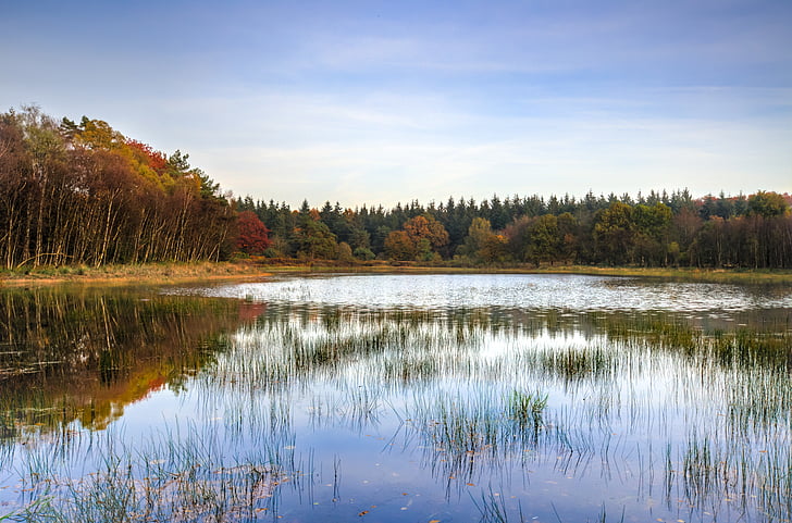 jezero, stromy, podzim, reflexe, Příroda, krajina, malebný