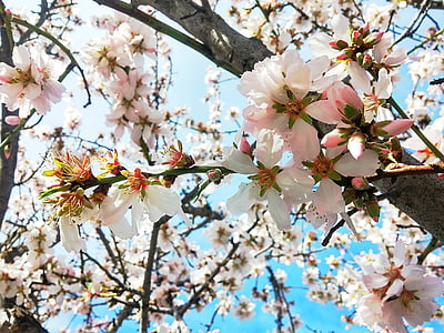 Kirschenblüten, natürliche, Blume