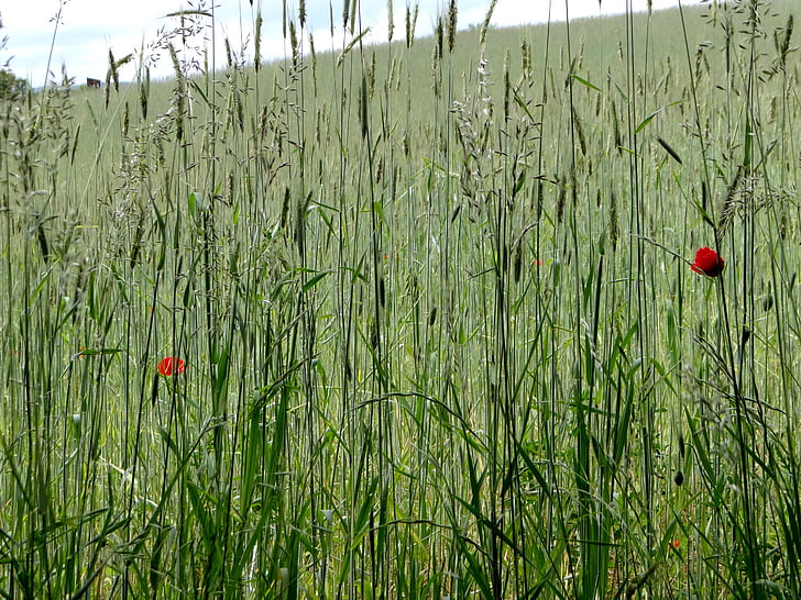 cereals, field, summer, green, fields, poppies