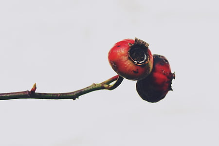 hawthorn, plant, bush, nature, autumn, close, lonely