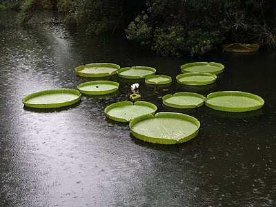 lily, pads, giant, aquatic, rain, pond