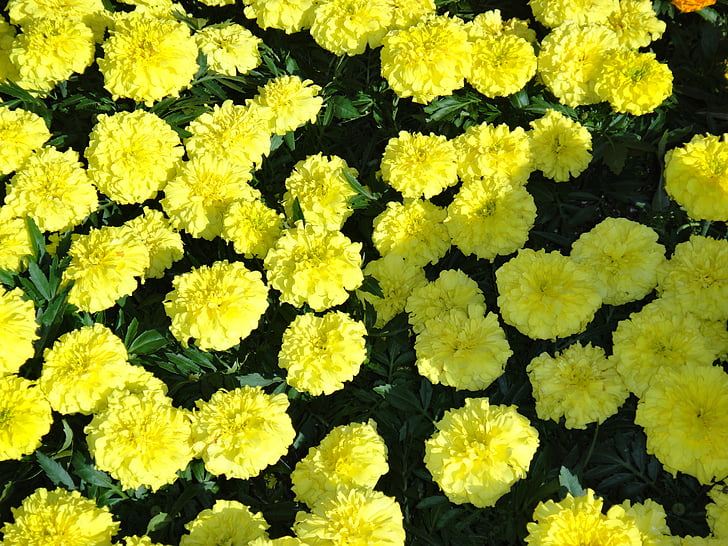 žlutá, Marigold, květiny