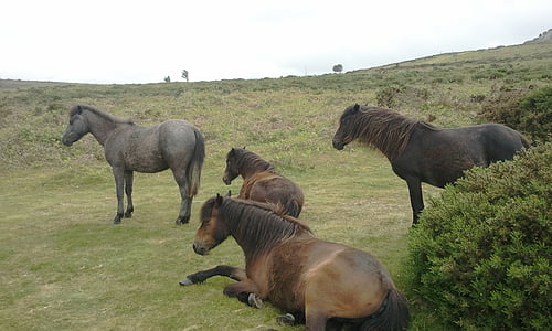 horse, field, meadow, nature, animal, stallion, mammal
