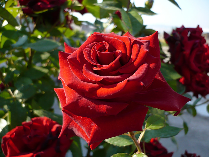 Rosa, rosa vermella, macro, vermell, tancar, natura, flor