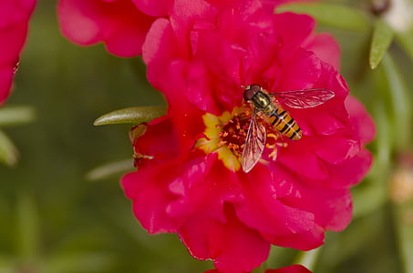 Hoverfly, jardim, flor, vermelho, pólen, inseto, fechar
