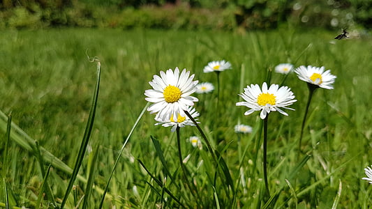 bunga, padang rumput, terburu-buru, Daisy, alam, hijau, putih