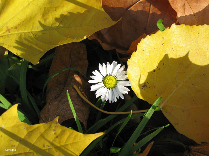 Daisy, daun, cuaca musim gugur, kuning