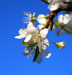 apple flowers, blue sky, spring, nature, flowers, the leaves of the branch, green leaves