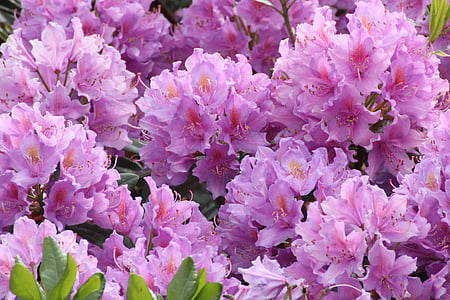 Rhododendron, fleurs, fermer, couleur rose, nature, plante, fleur