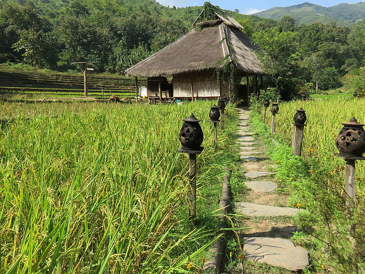 Laos, Hooglanden, KaMu lodge, Paillotte, huisvesting, rijst veld, accommodatie