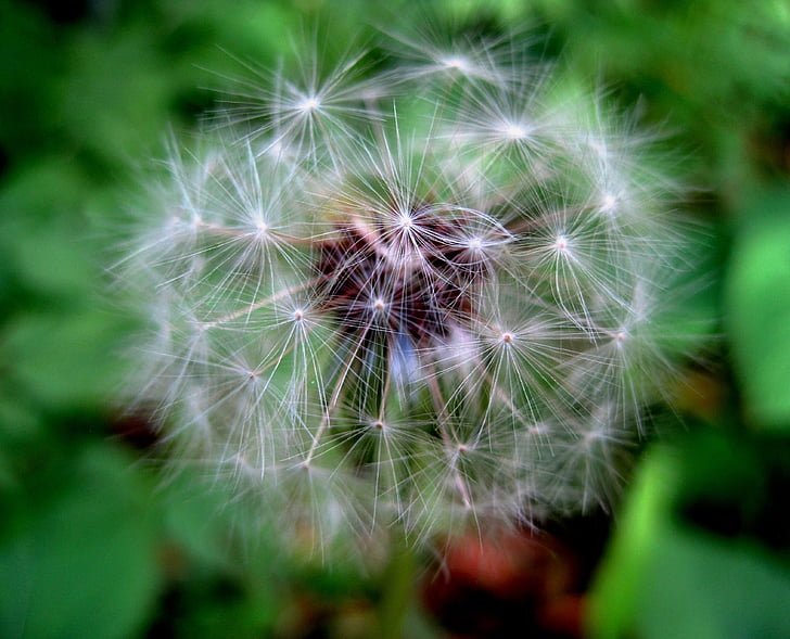 dandelion, seed, head, white, tufts, fluffy, delicate