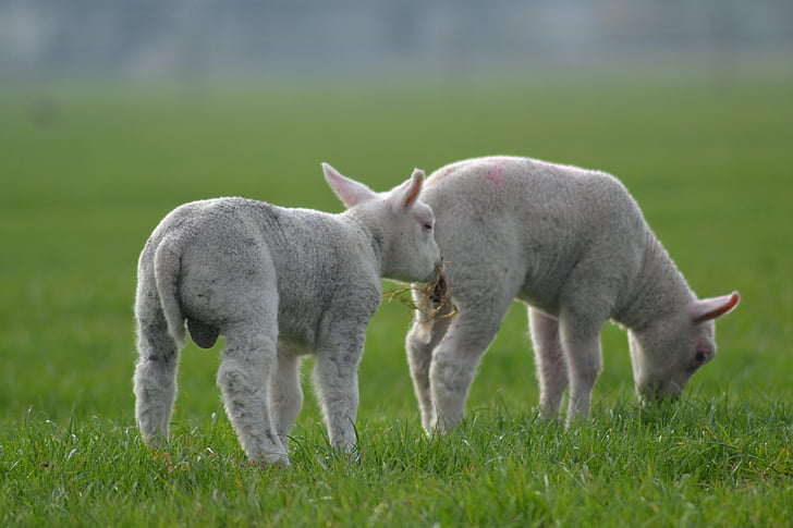 sheep, lamb, farm, animal, spring, farming, young
