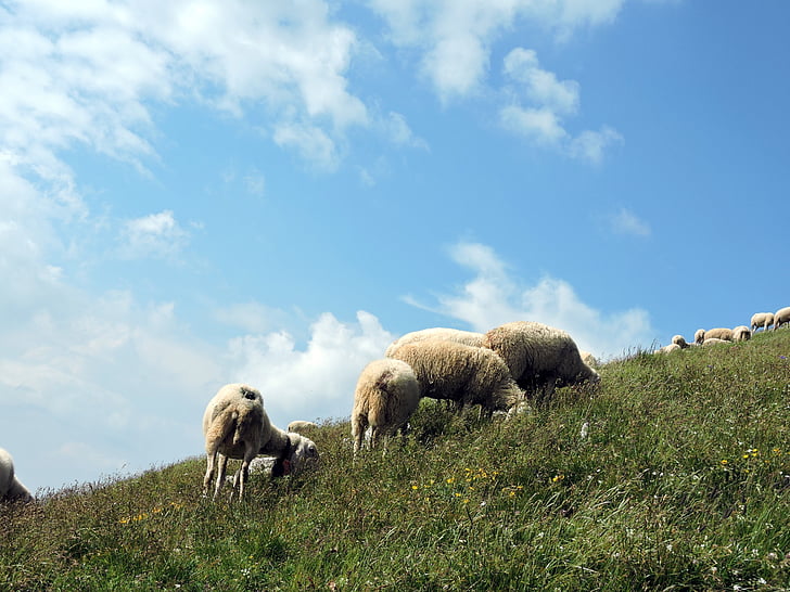 ovce, zelena, oblaki, nebo, trava