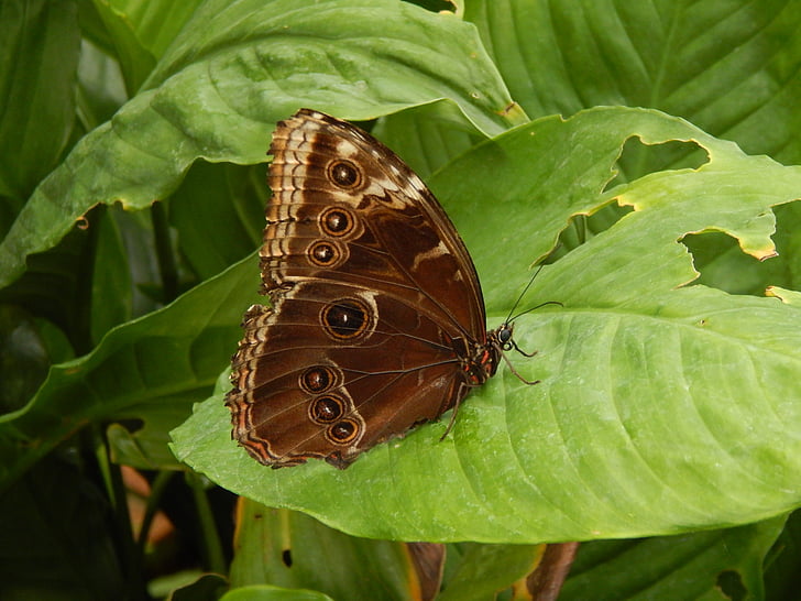 mariposa, buho, marrón, naturaleza, patrón de, ojos, Eye-spot