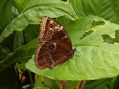 蝶, フクロウ, 茶色, 自然, パターン, 目, 目のスポット