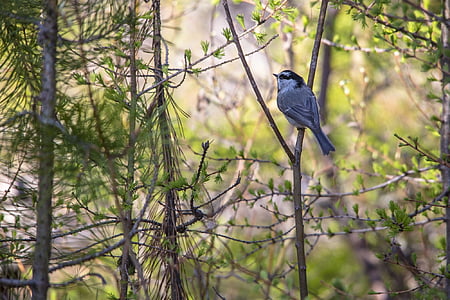 mountain chickadee, perched, wildlife, nature, tree, wild, bird