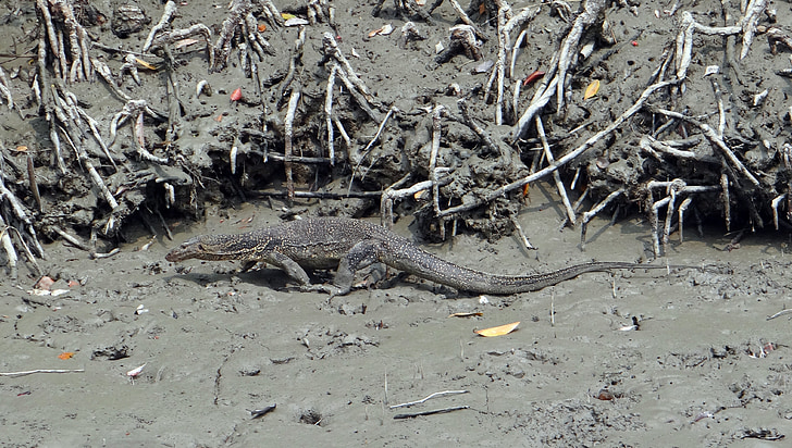 vodní monitor ještěrka, Varanus salvator, plaz, Wild, Sundarbans, bažina, mangrovy