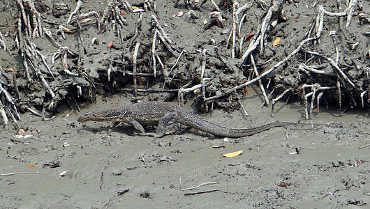 water monitor lizard, varanus salvator, reptile, wild, sundarbans, swamp, mangroves