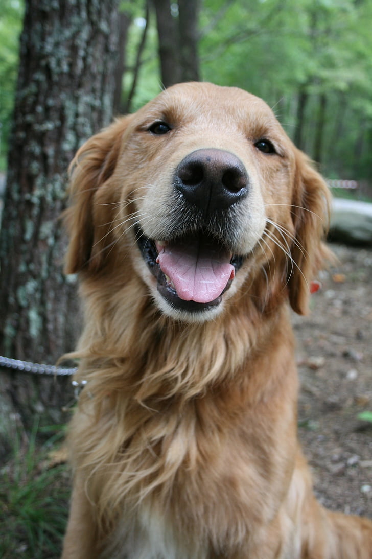hond, Golden retriever, Labrador, Lab, Camping, Gouden, Retriever