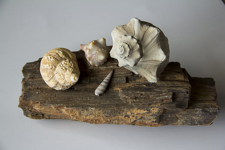 Seashells, konkylie, Shell, Marine, spiral, stranden