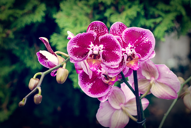 Orchid, blomst, Blossom, eksotiske, lilla
