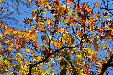 autunno, foglie, acero, autunno dorato, fogliame di caduta, colori d'autunno, foresta
