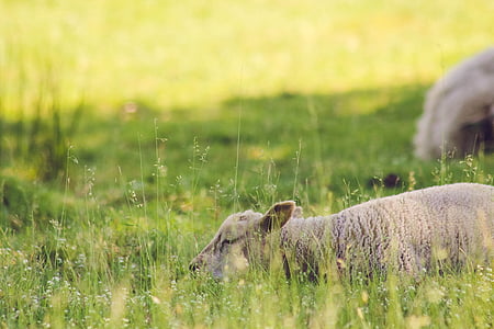 ovelhas, natureza, sono, animal, zona rural, campo, a dormir