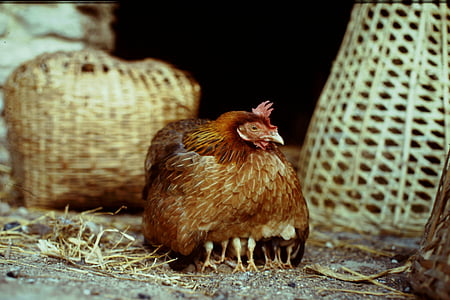 chicken, animal, boy, poultry, hen, chicks, pinnate