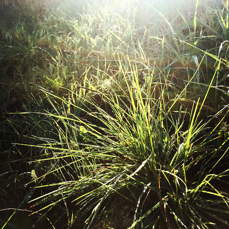трева, Грийн, растения, природата, светлина, светъл