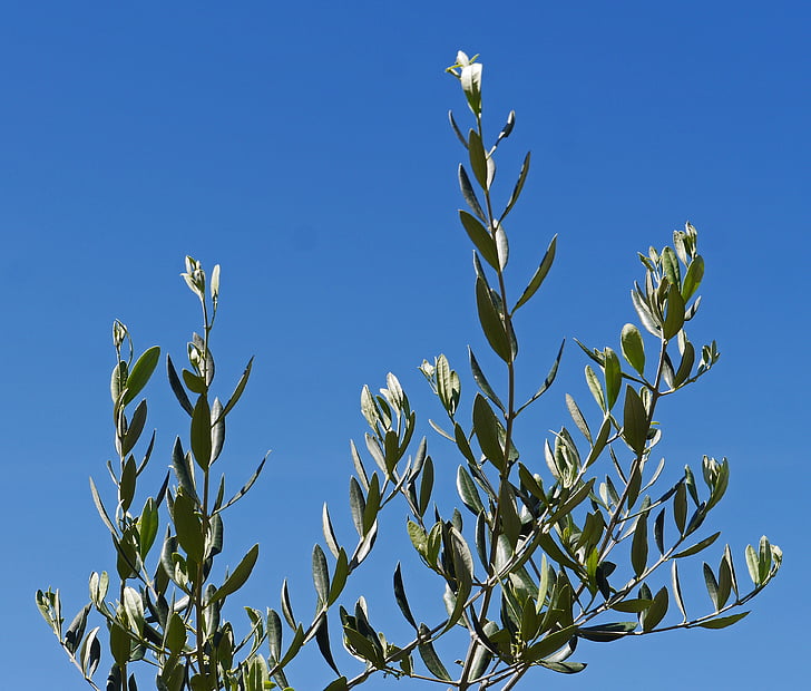 olive branches, olive tree, sky, blue, mediterranean, oil, food