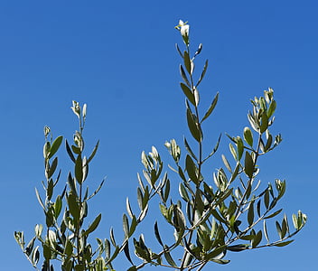 gałązki oliwne, drzewo oliwne, niebo, niebieski, Morza Śródziemnego, olej, jedzenie