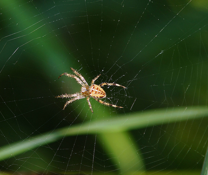 spin, Spider nest, wachten, prooi, Hunter, geduld, natuur