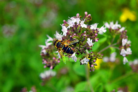蜜蜂, 开花, 绽放, 自然, 春天, 夏季, 花园