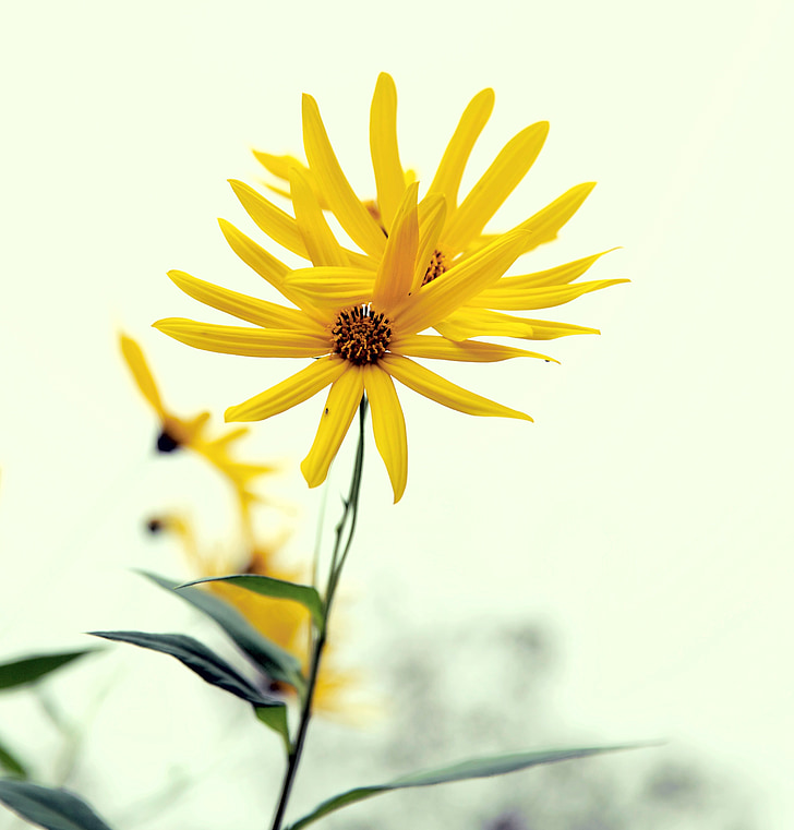 fleur jaune, plante, gros plan, fin de l’automne, jardin communautaire, Hassan