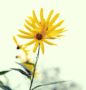 žlutý květ, závod, detail, pozdní podzim, Společná zahrada, Yanjiao