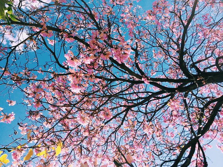 Sakura, árvore, flor, flores, natureza, árvores, flor folha