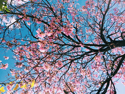Sakura, treet, blomst, blomster, natur, trær, blad blomst
